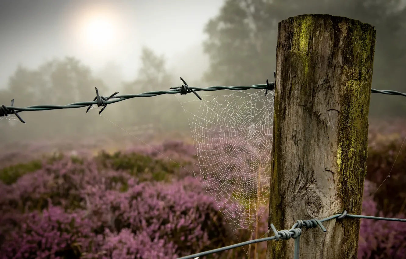 Photo wallpaper summer, the fence, web