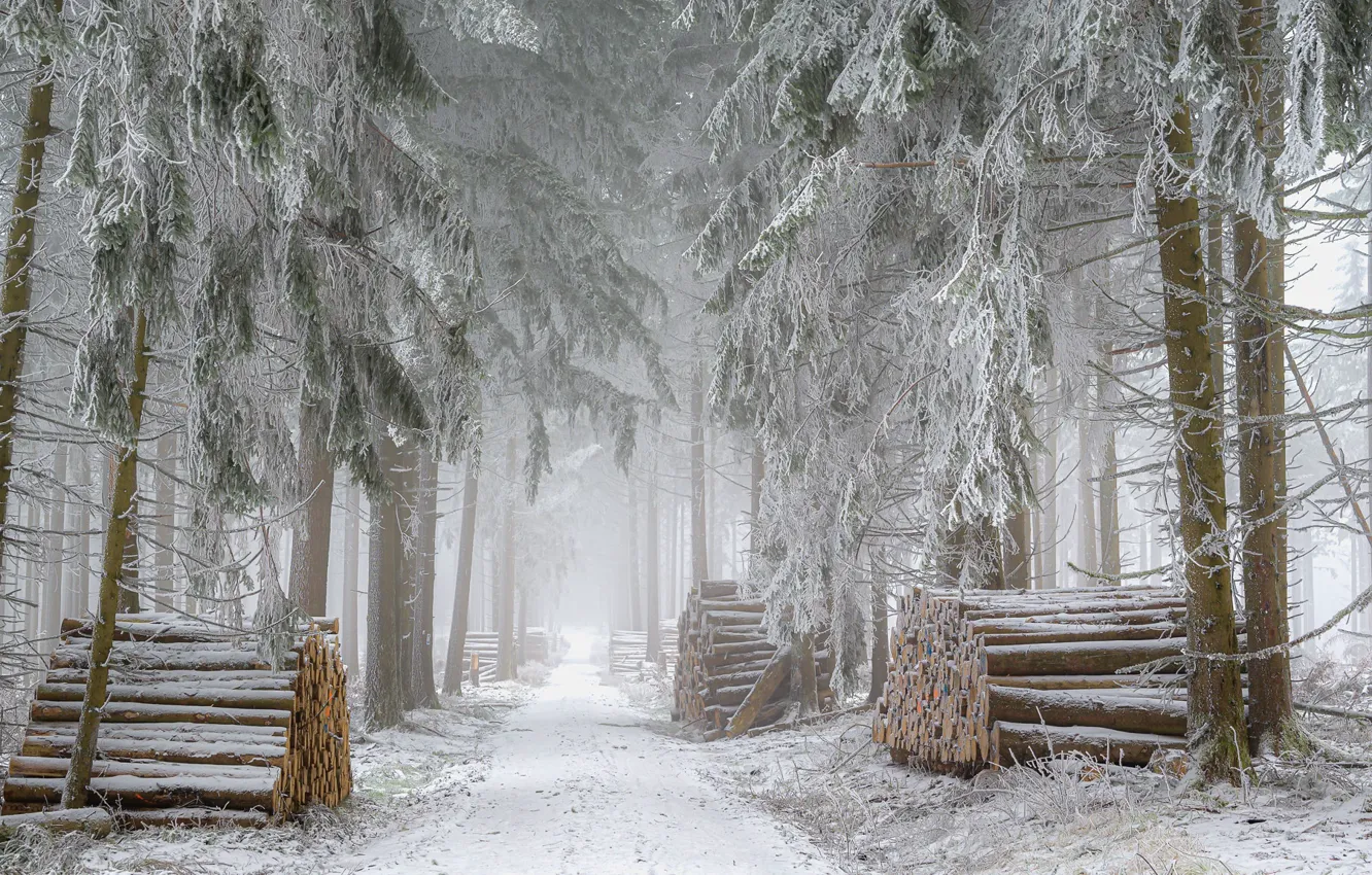 Photo wallpaper winter, forest, log