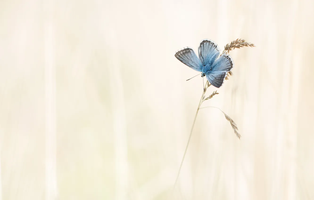 Photo wallpaper nature, background, butterfly