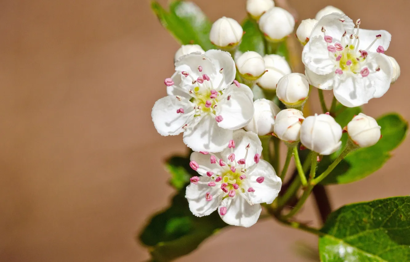 Photo wallpaper macro, buds, flowering, hawthorn