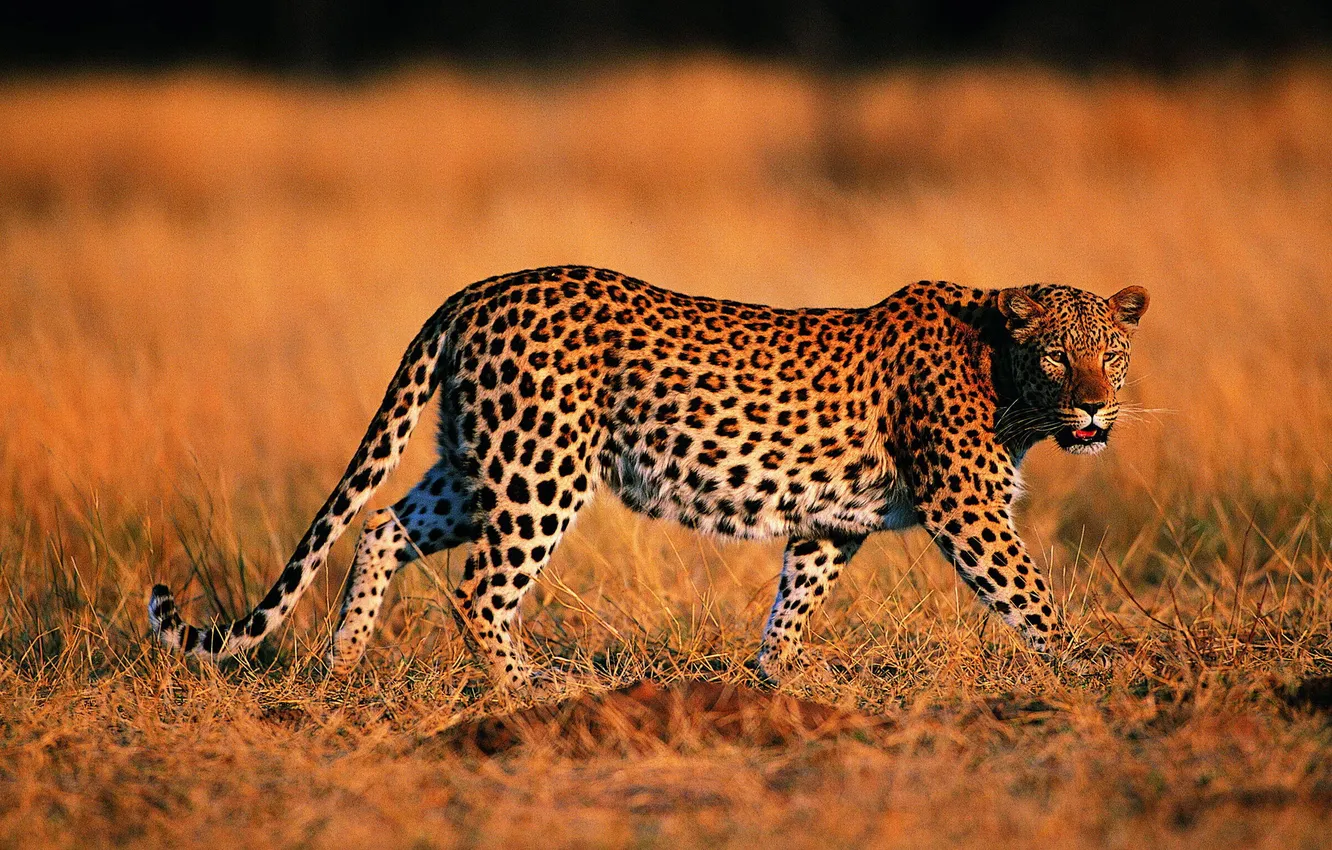 Photo wallpaper nature, Leopard, predator, color