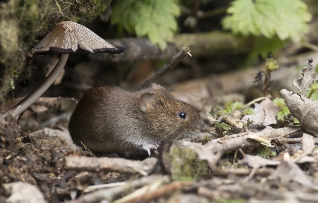 Photo wallpaper leaves, mushrooms, mouse, red, hiding, Dry, vole