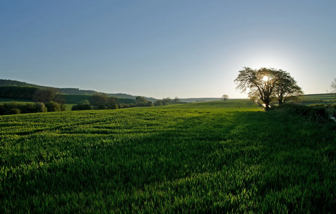 Photo wallpaper field, landscape, morning