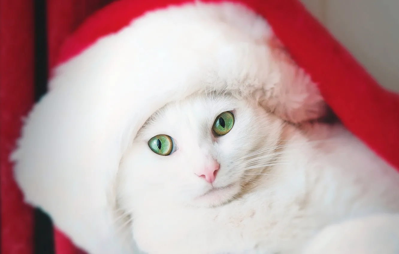 Photo wallpaper cat, look, cap, white cat