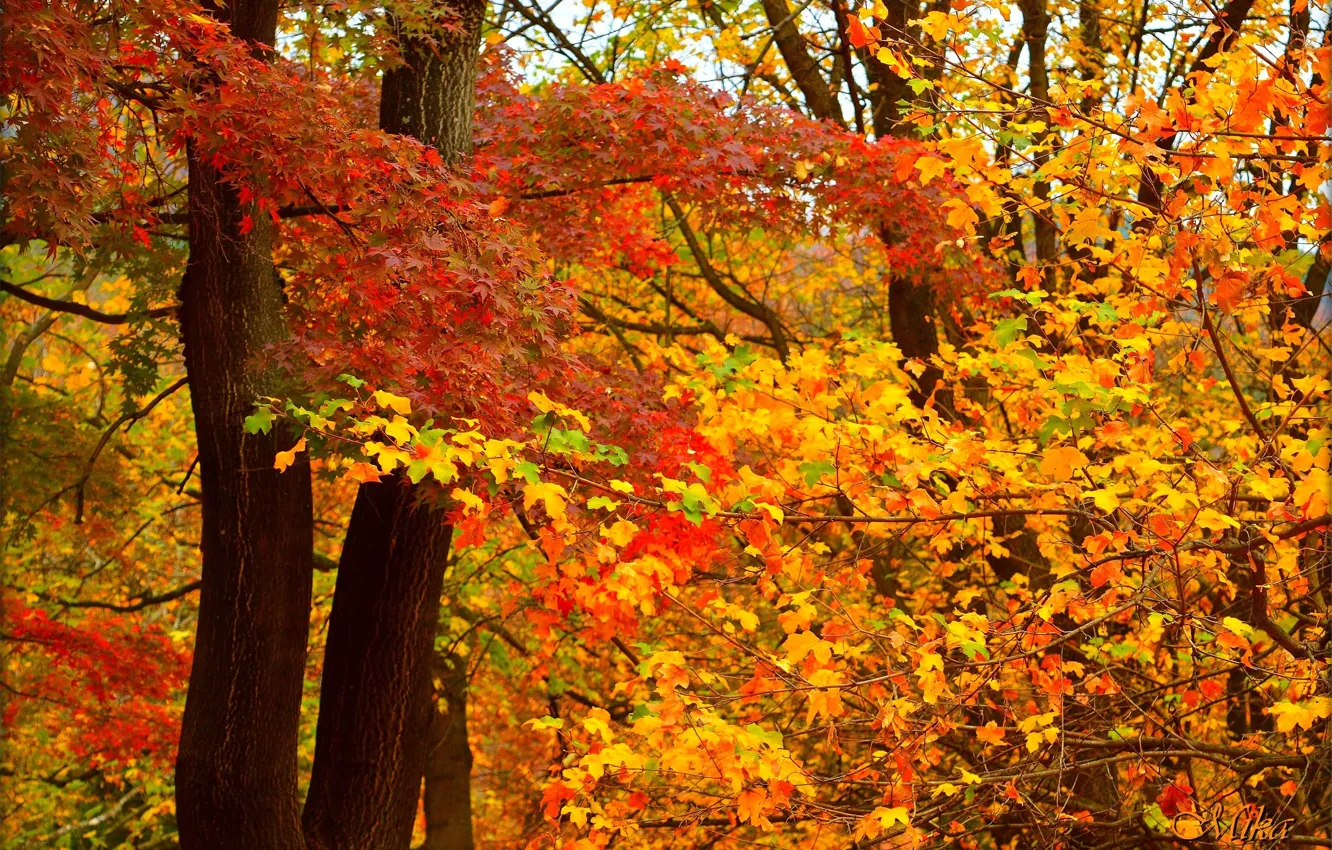 Photo wallpaper Autumn, Leaves, Fall, Autumn, Colors, Leaves