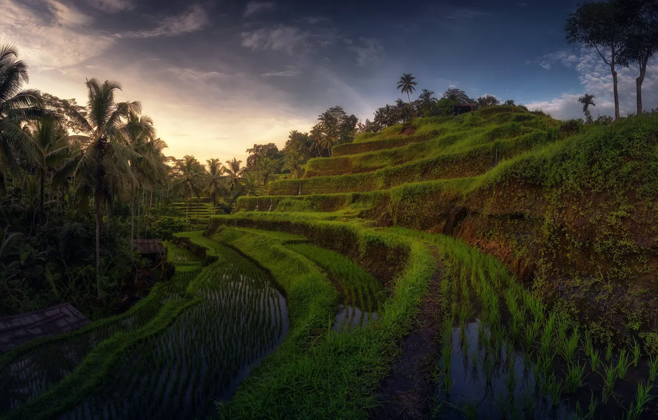 Photo wallpaper greens, the sky, water, clouds, trees, palm trees, hills, Bali