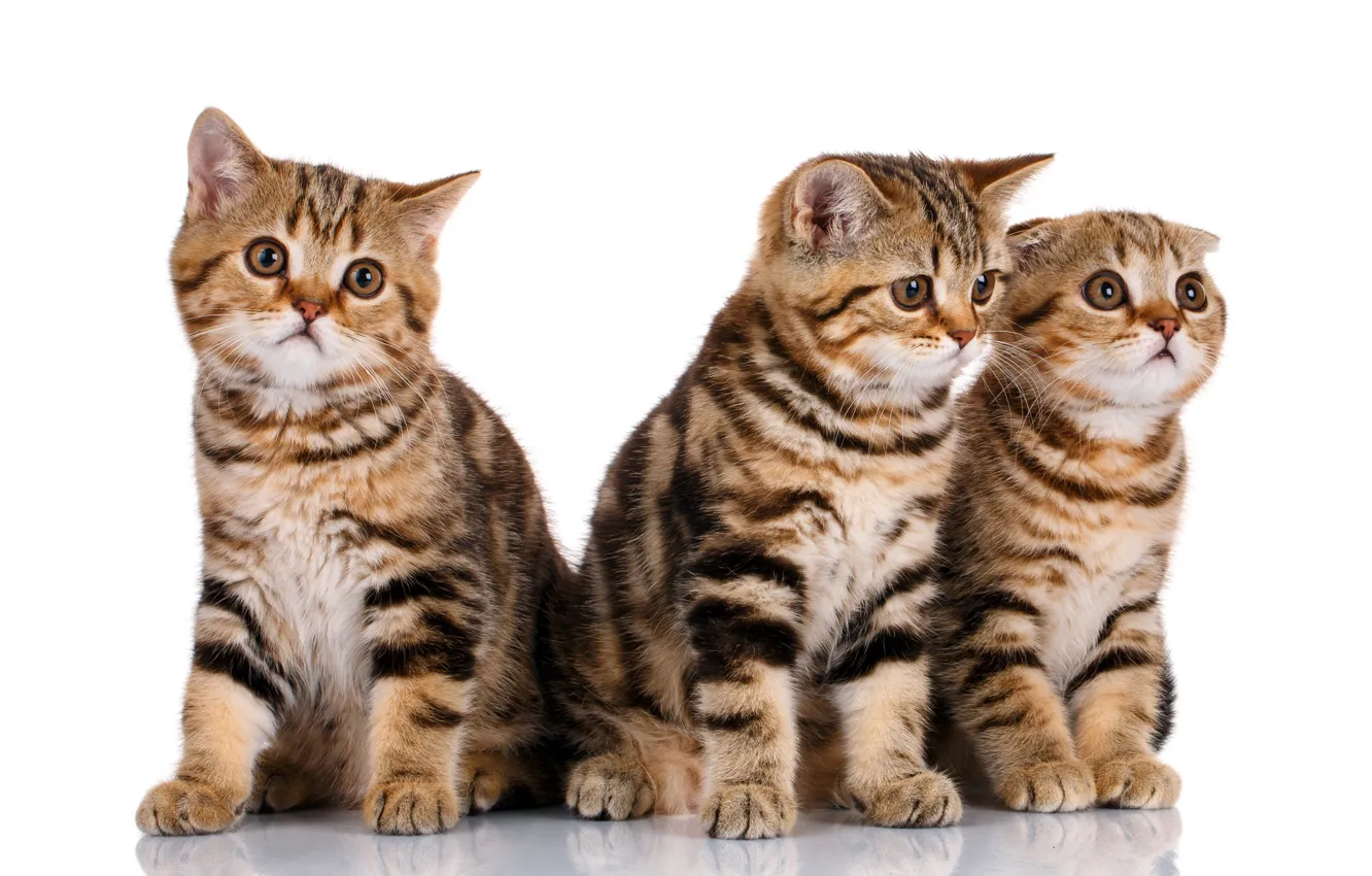 Photo wallpaper cat, look, pose, white background, kitty, company, face, trio