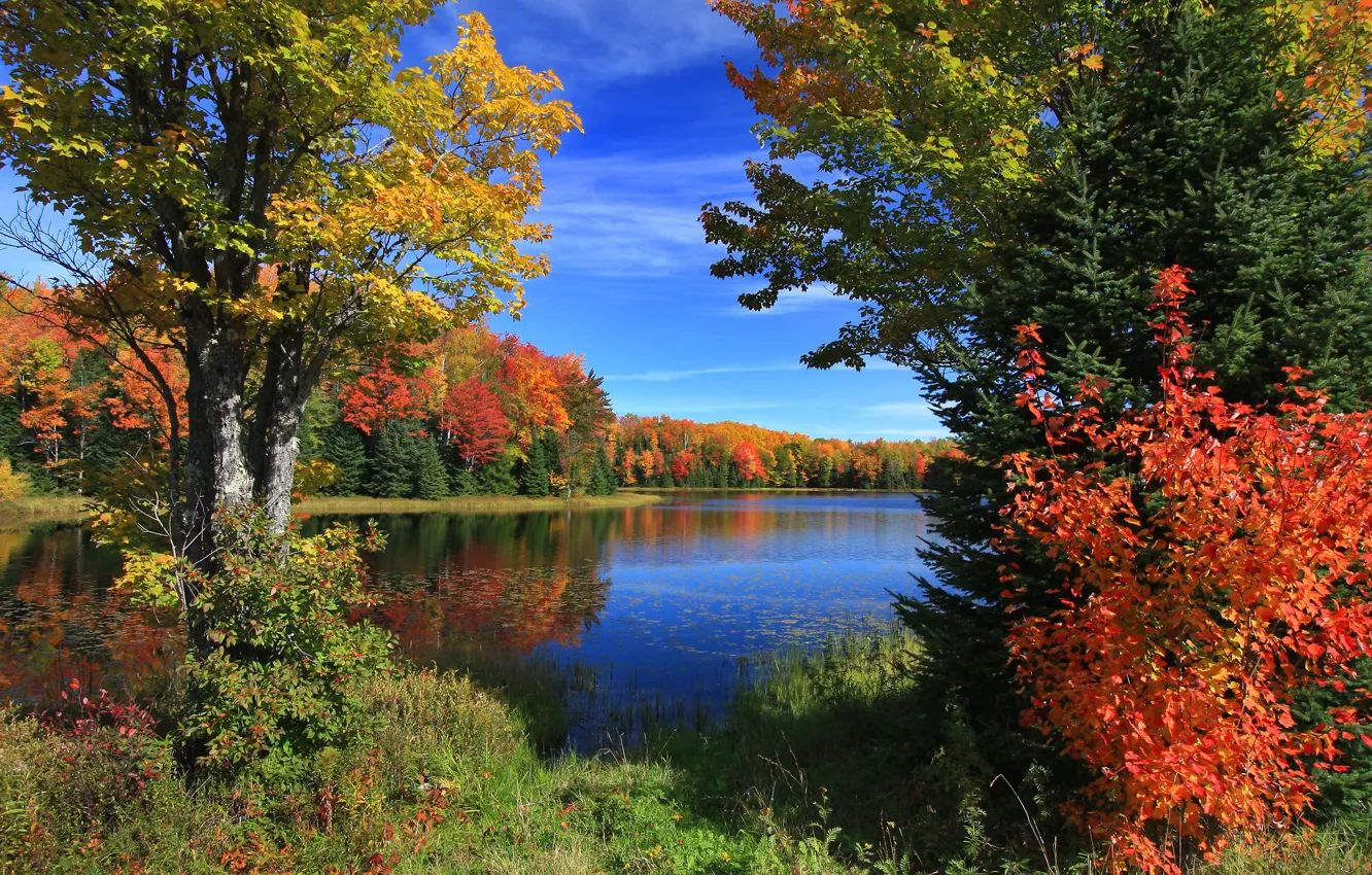 Photo wallpaper trees, lake, photo, the bushes