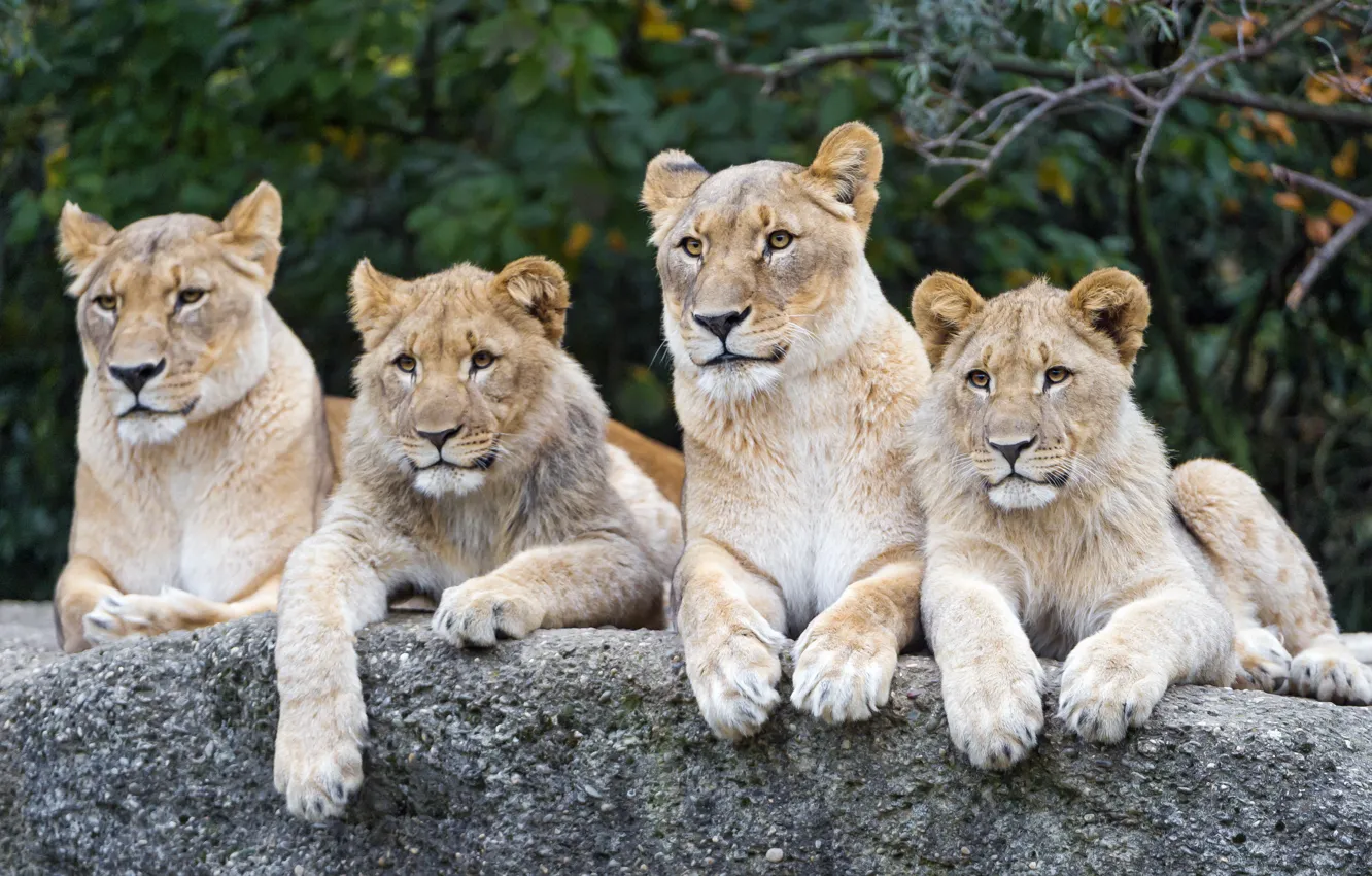 Photo wallpaper cats, stone, lions, the cubs, lioness, ©Tambako The Jaguar