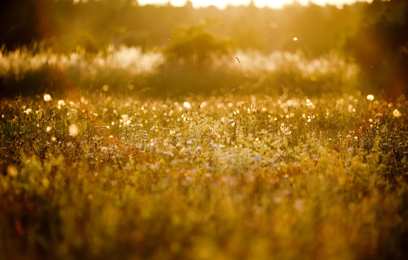 Photo wallpaper summer, grass, the sun, nature, background, glade, plant, blur