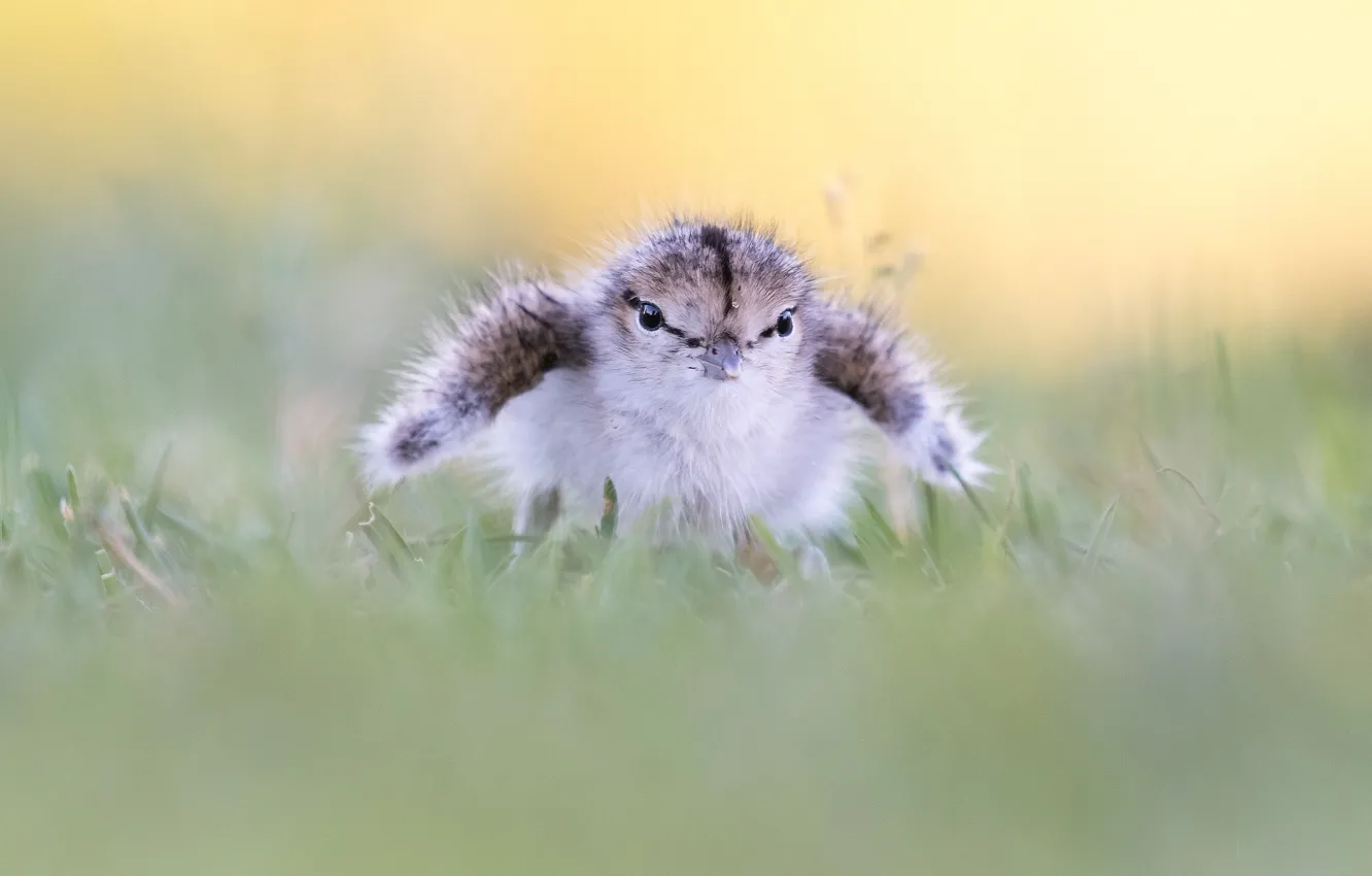 Photo wallpaper grass, nature, pose, background, bird, baby, wings, Chicks