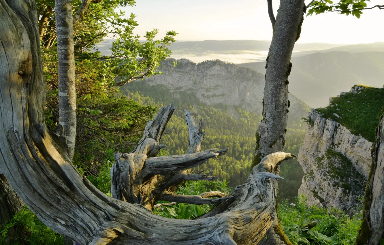 Photo wallpaper trees, landscape, mountains, rocks, Switzerland