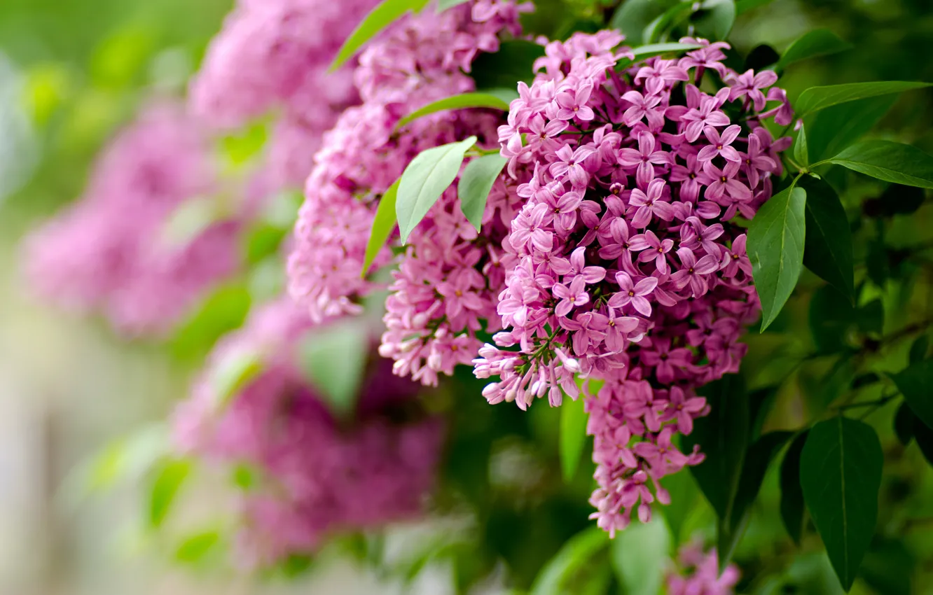 Photo wallpaper leaves, flowers, branches, nature, focus, spring, blur, lilac