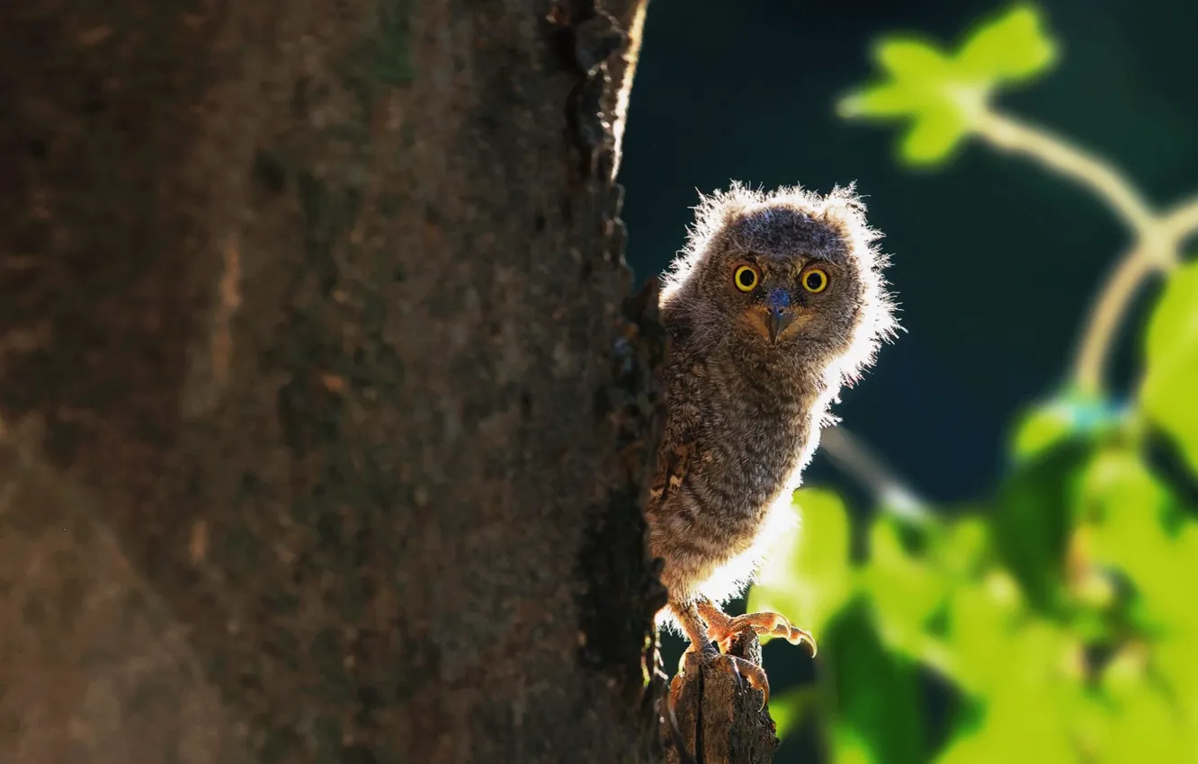 Photo wallpaper blurred background, owlet, the trunk of the tree