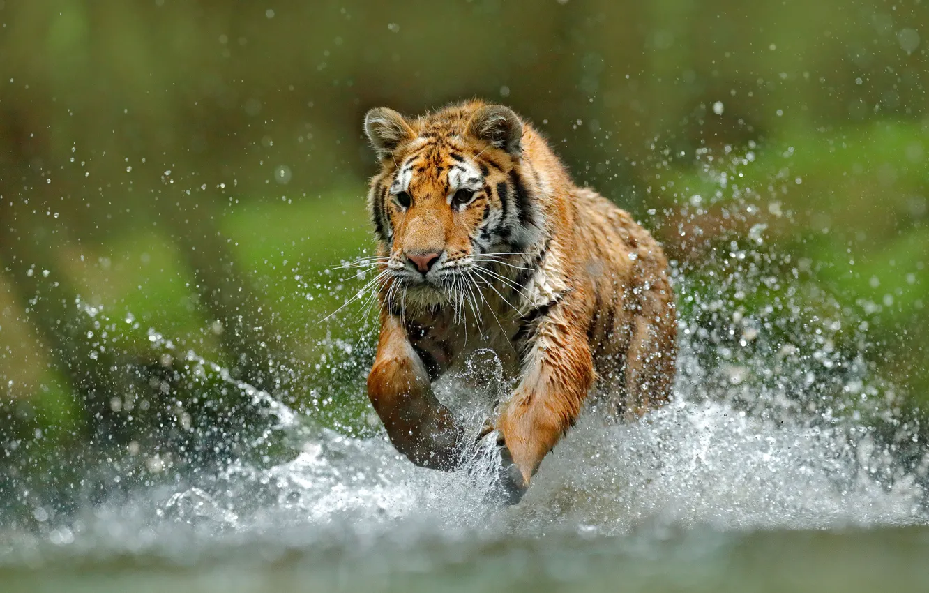 Photo wallpaper tiger, water, run