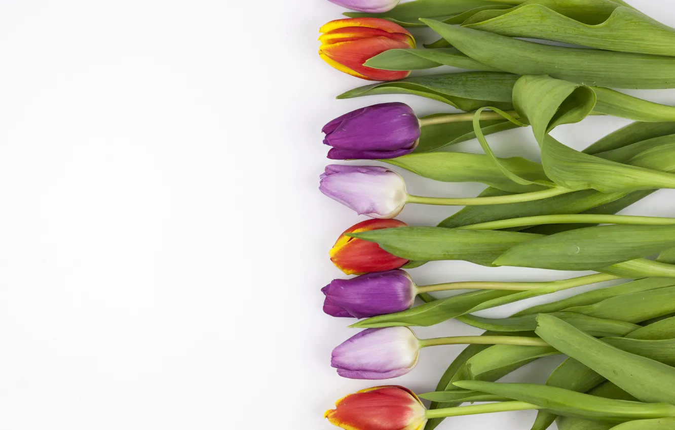 Photo wallpaper flowers, colorful, tulips, flowers, beautiful, tulips, spring, purple