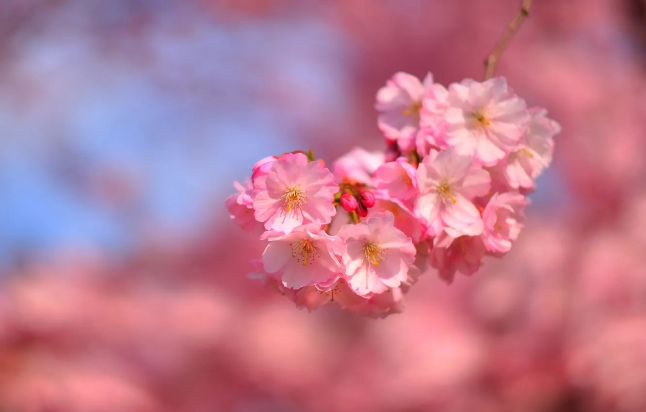 Photo wallpaper flowers, branches, background, spring, Sakura, gentle, pink, flowering