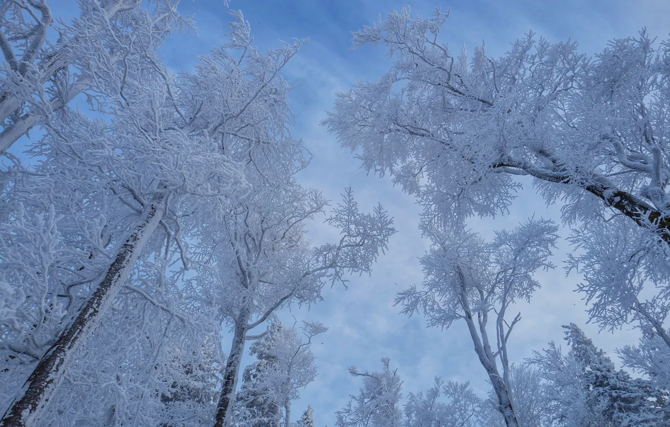 Photo wallpaper winter, the sky, snow, trees