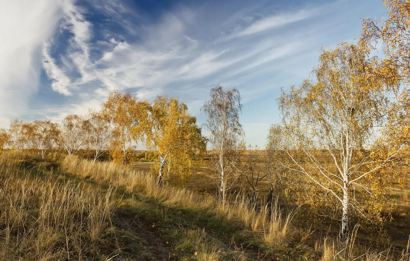 Photo wallpaper road, field, autumn, landscape