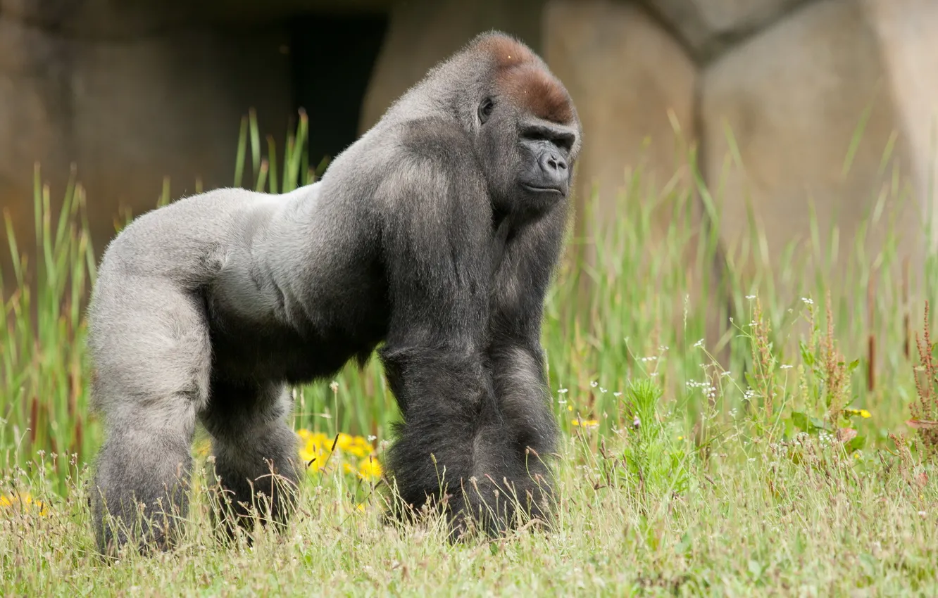 Photo wallpaper Zoo, Gorilla, Western lowland gorilla, The Bosière of the Golden