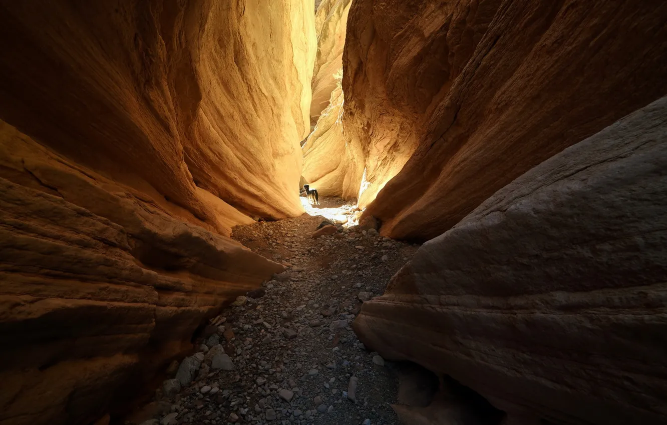 Photo wallpaper mountains, nature, dog