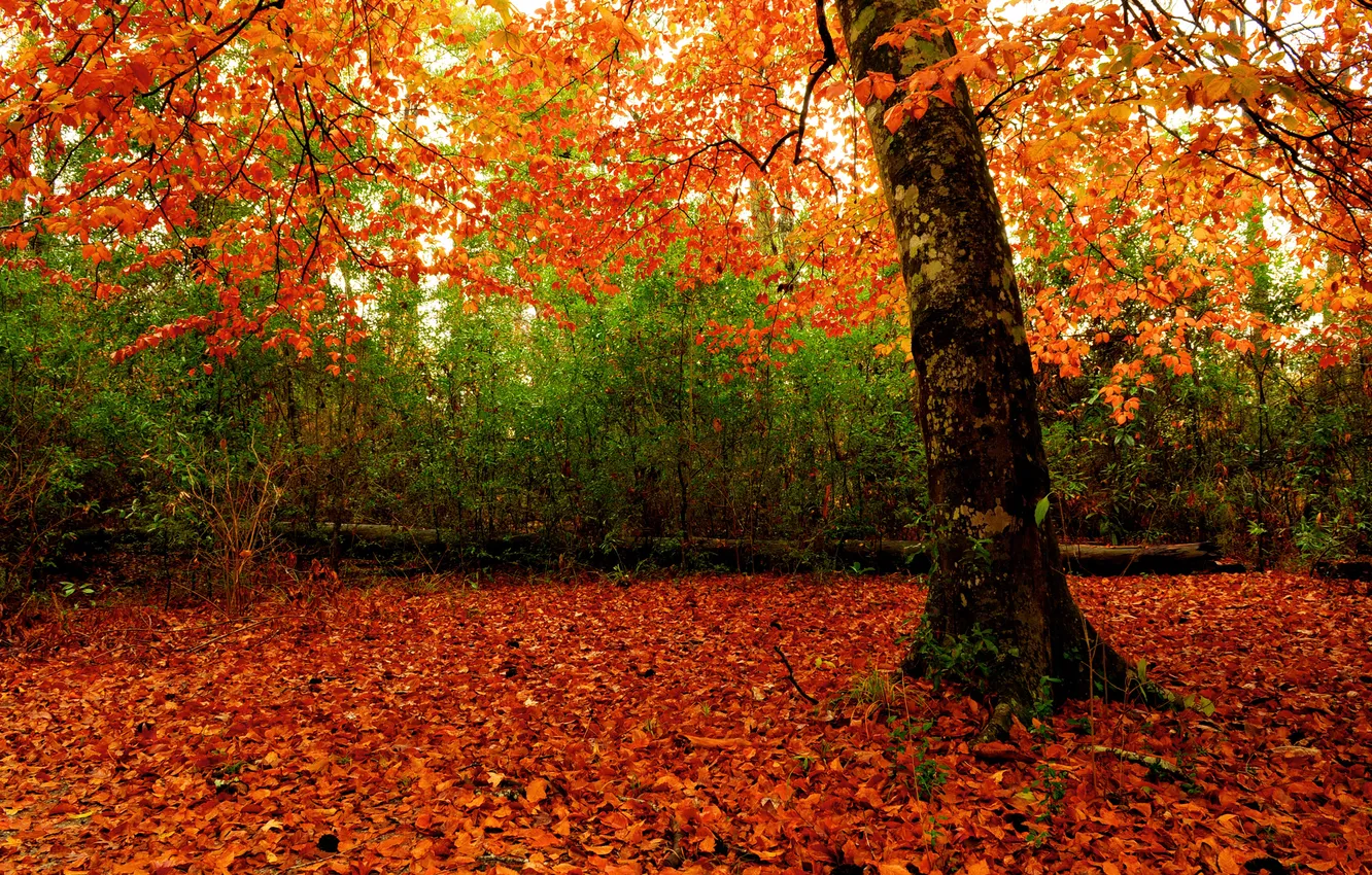 Photo wallpaper autumn, forest, leaves, trees