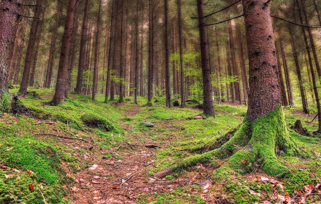 Photo wallpaper forest, trees, moss, slope