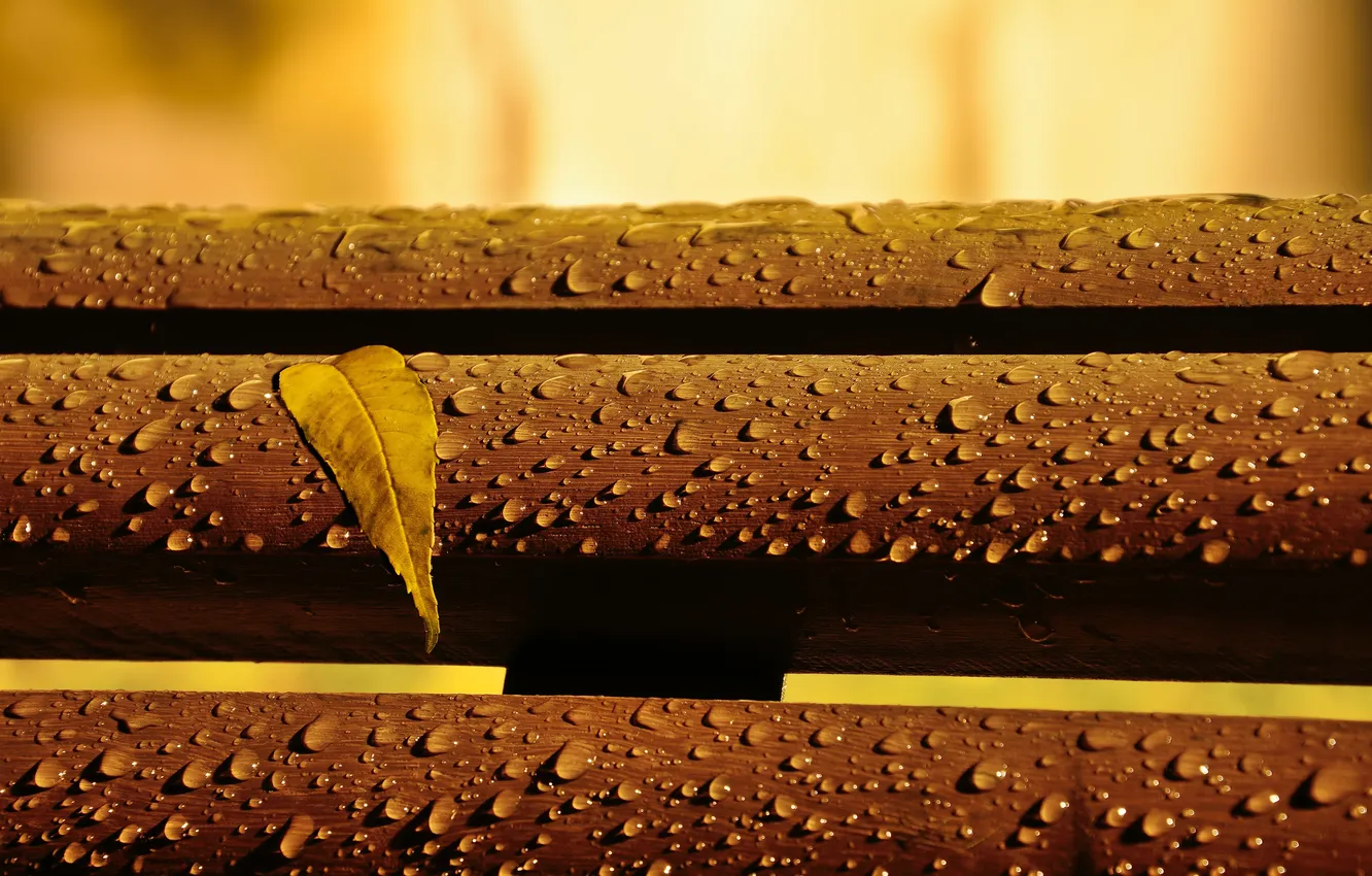 Photo wallpaper leaves, drops, macro