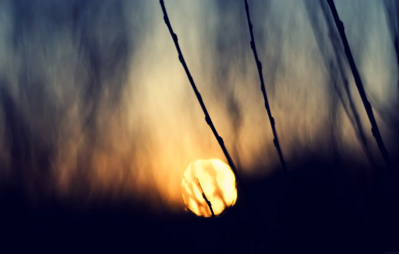 Photo wallpaper the sun, sunset, nature, photo, background, Wallpaper, plant, the evening