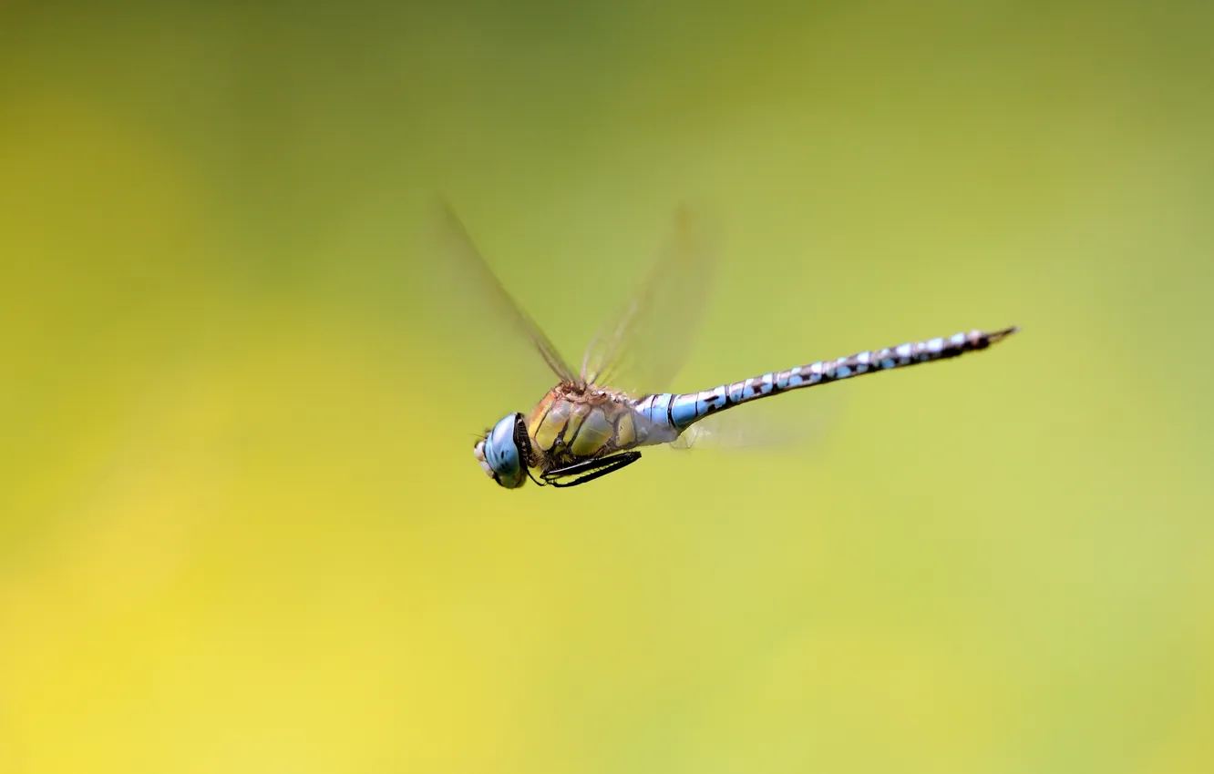 Photo wallpaper flight, wings, dragonfly