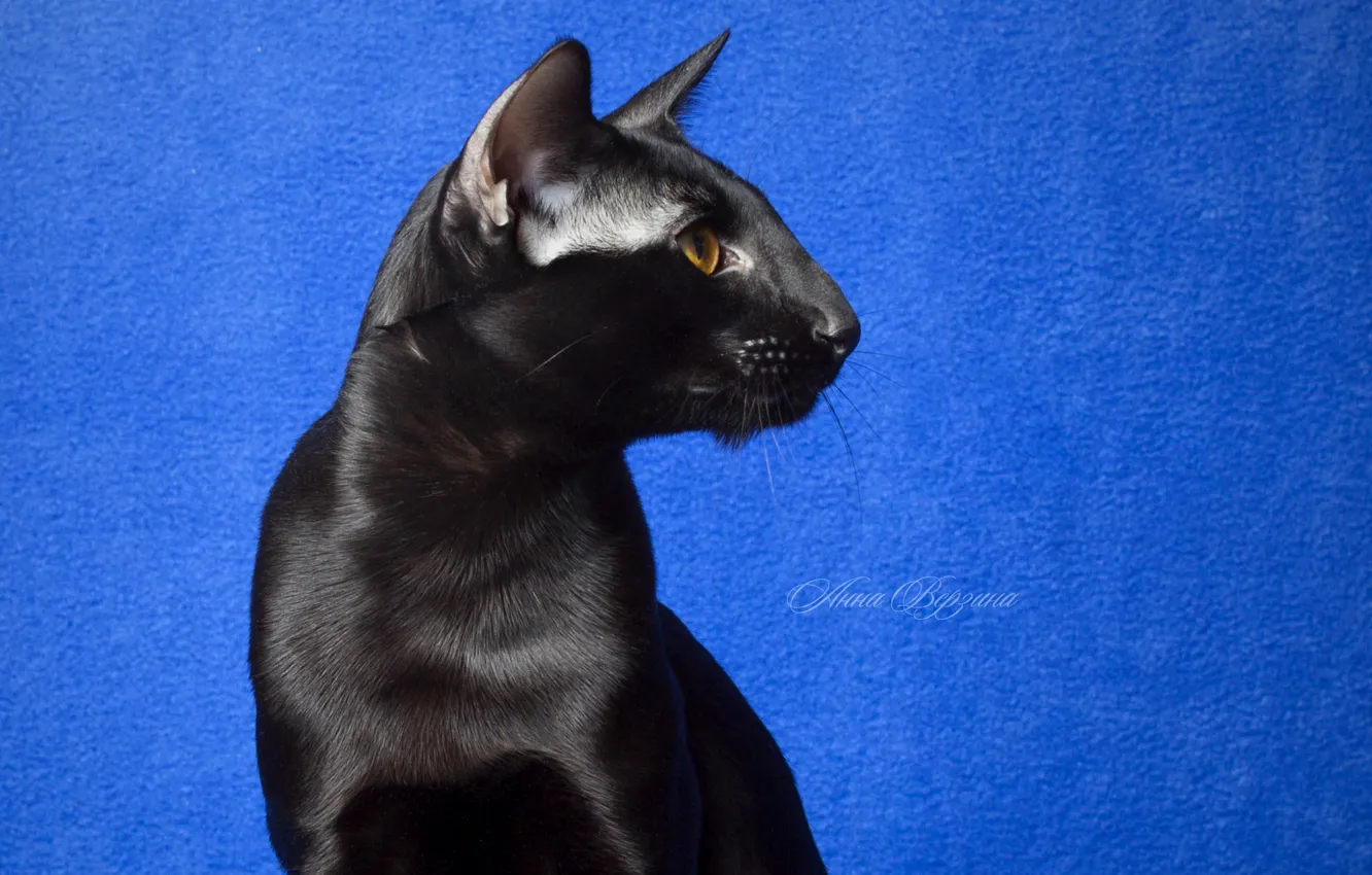 Photo wallpaper eyes, cat, look, black cat, blue background, Oriental