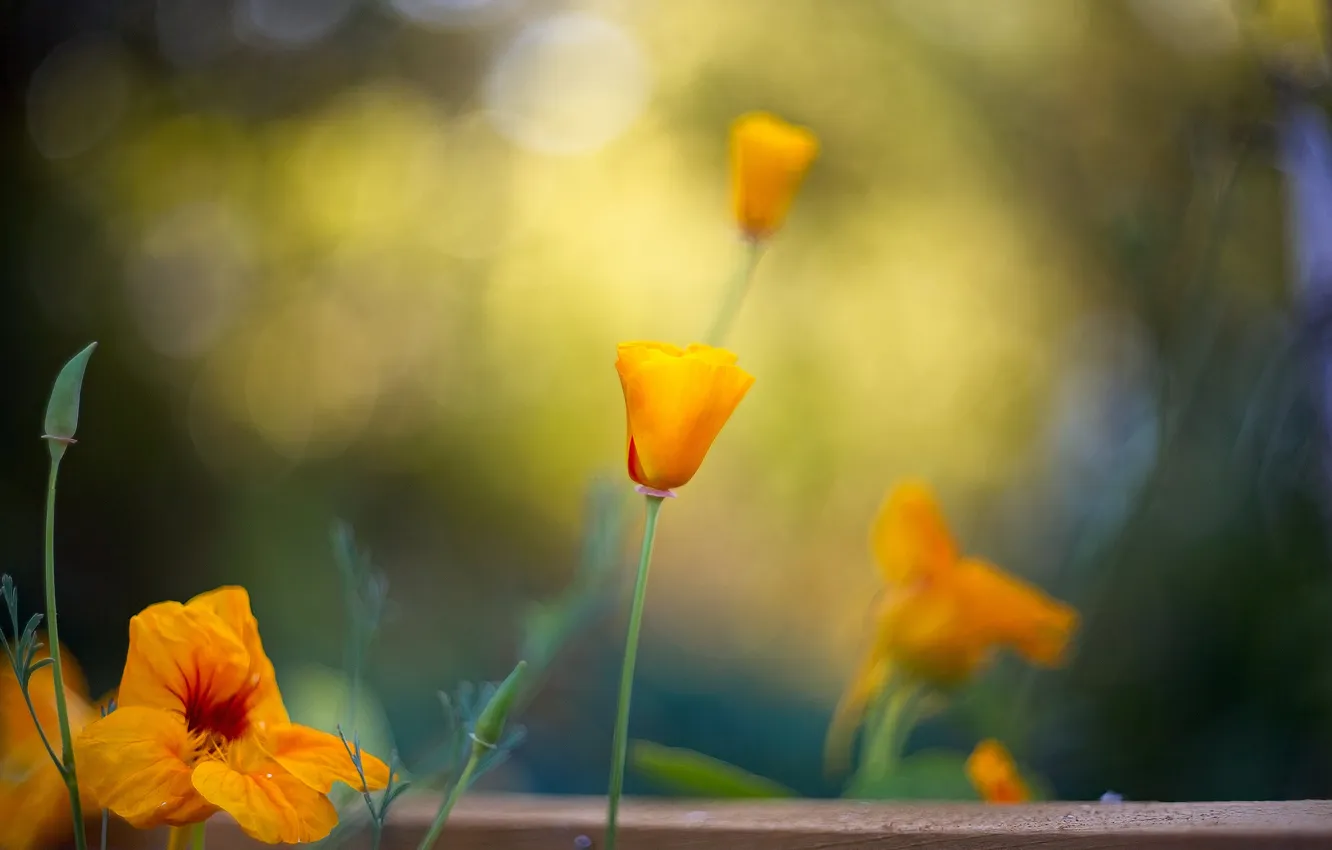 Photo wallpaper flowers, bokeh, Escholzia, nasturtium