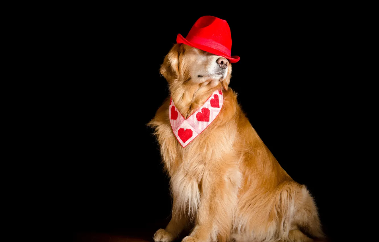 Photo wallpaper background, dog, hat