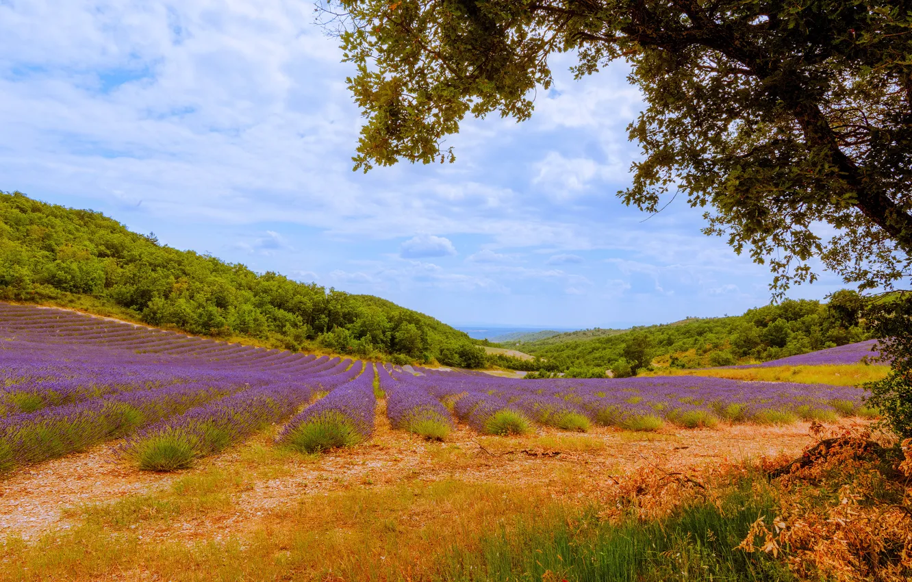 Photo wallpaper the sky, clouds, trees, hills, glade, France, the bushes, lavender