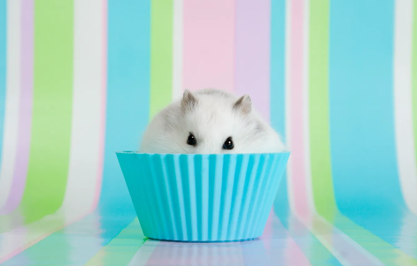 Photo wallpaper eyes, hamster, bowl, ears