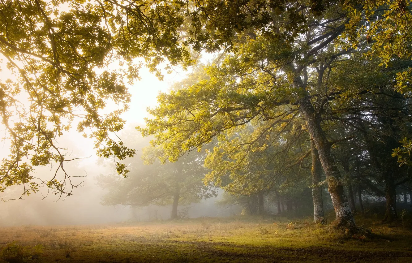 Photo wallpaper morning, Park, light, fog, trees, foliage, haze, branches