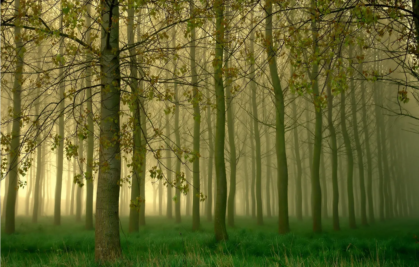 Photo wallpaper forest, trees, fog, grove