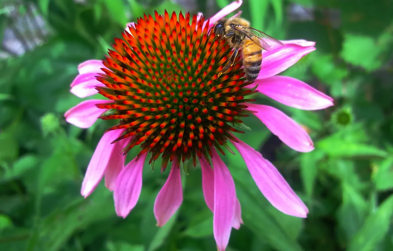 Photo wallpaper summer, bee, Echinacea