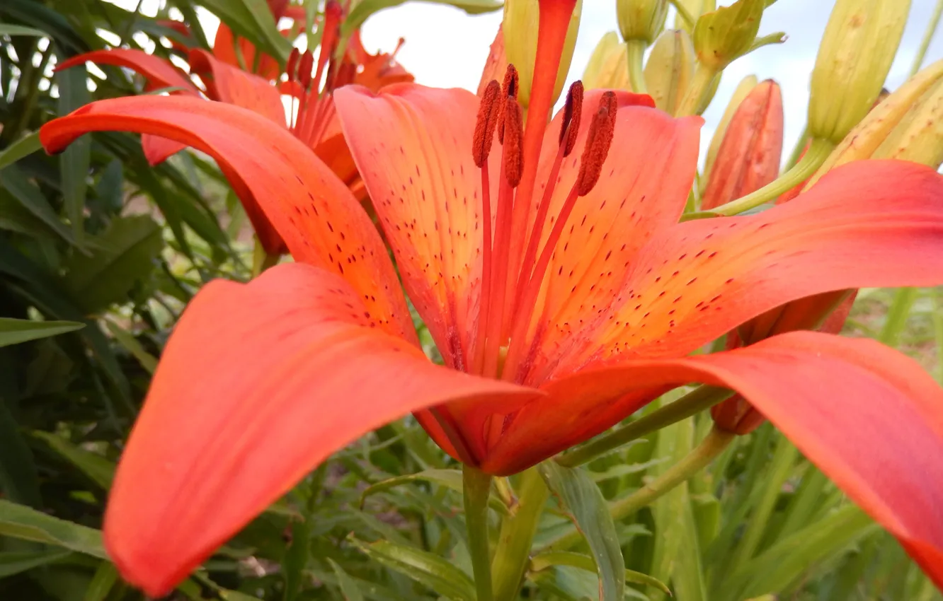 Photo wallpaper Lily, red flower, Liliya, Red flower