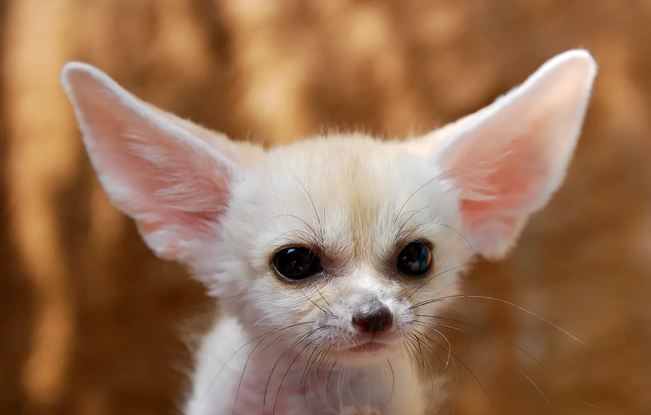 Photo wallpaper nose, Fox, white, ears