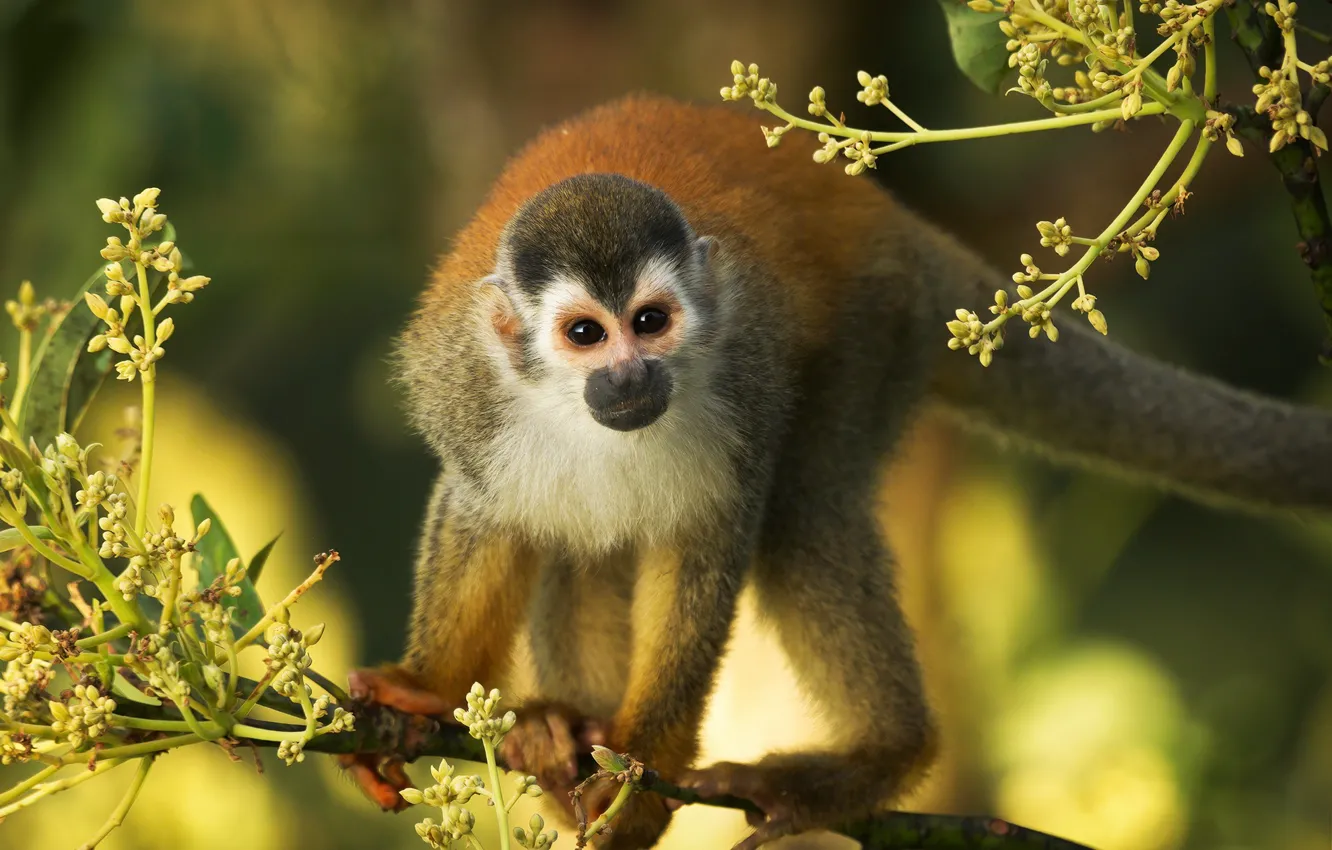 Photo wallpaper branches, monkey, monkeys