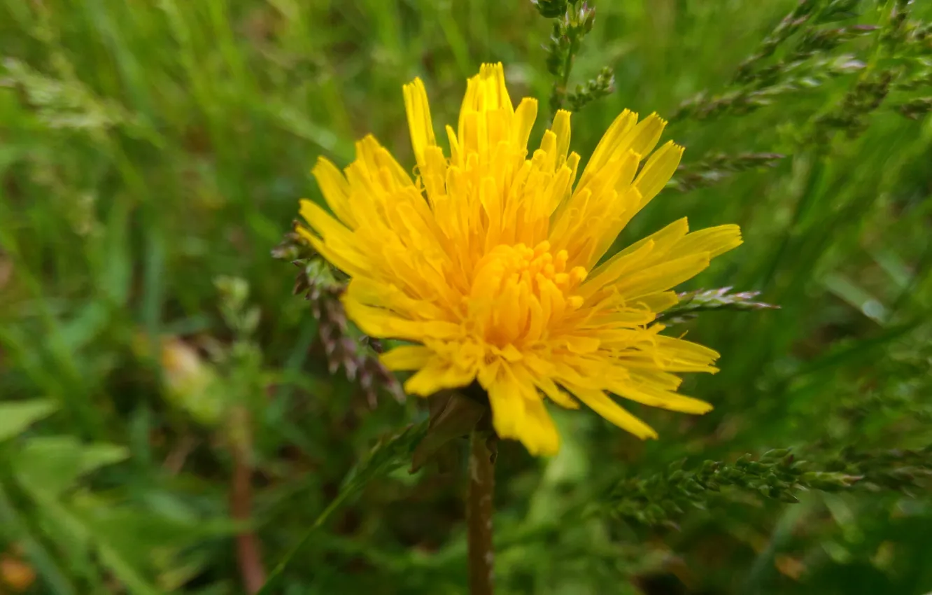 Photo wallpaper flowers, yellow, heat, dandelion