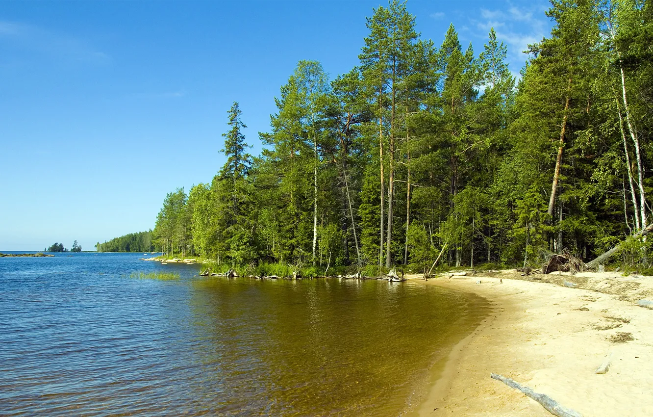 Photo wallpaper sand, nature, shore, pine