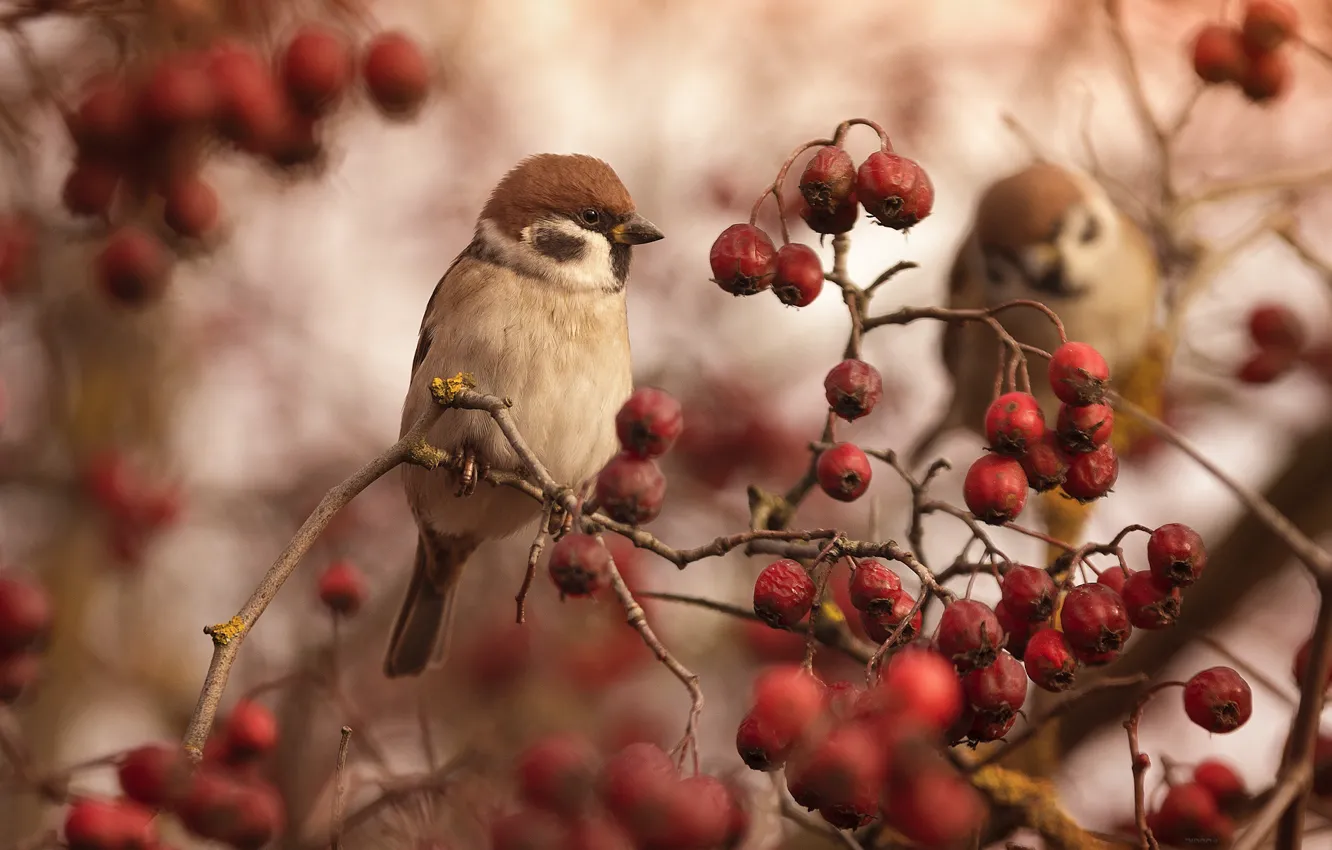 Photo wallpaper berries, bird, Sparrow