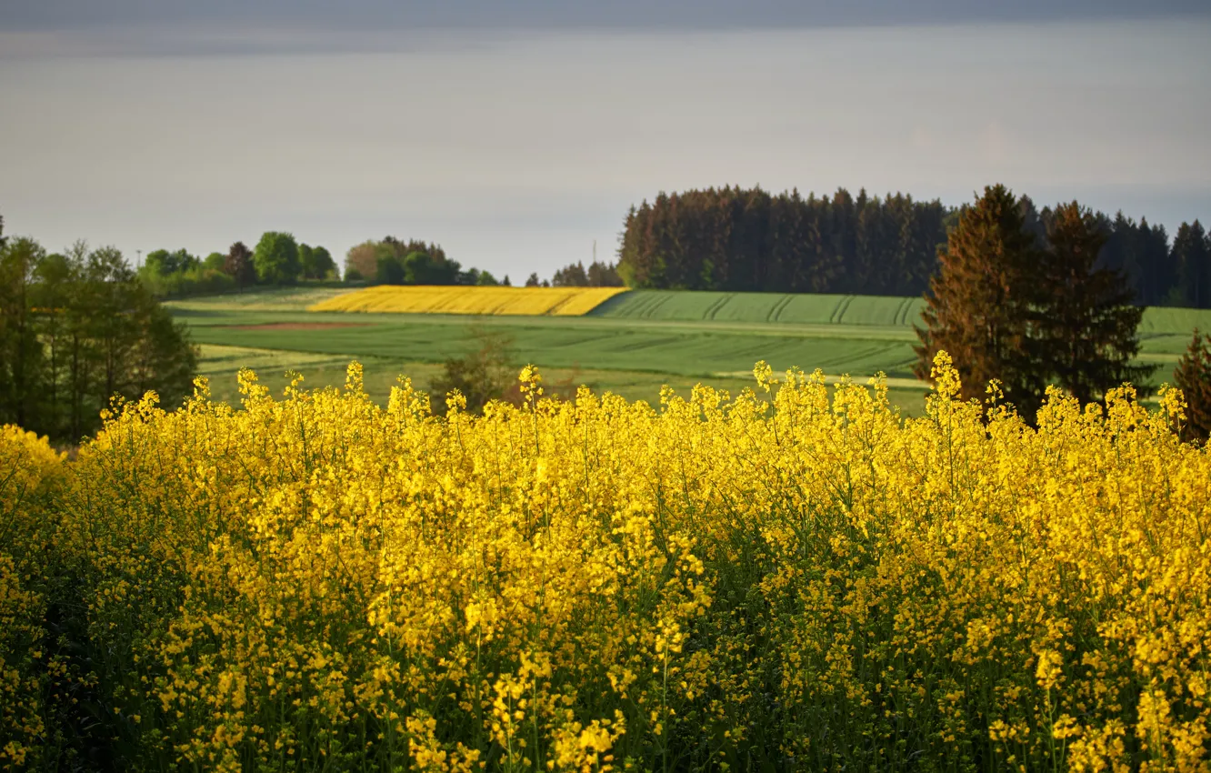 Photo wallpaper field, forest, the sky, flowers, yellow, spring, meadow, bokeh
