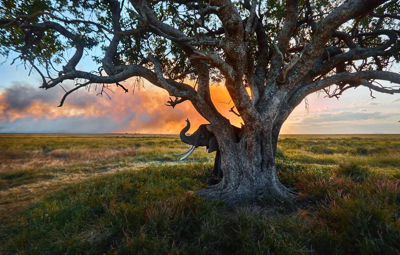 Photo wallpaper sunset, tree, elephant, Rashid Usmanov