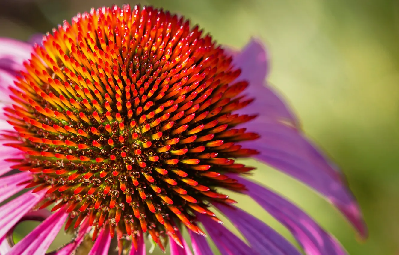 Photo wallpaper flowers, petals, Echinacea