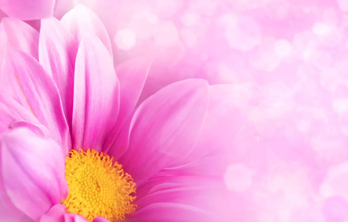 Photo wallpaper flower, pink, petals