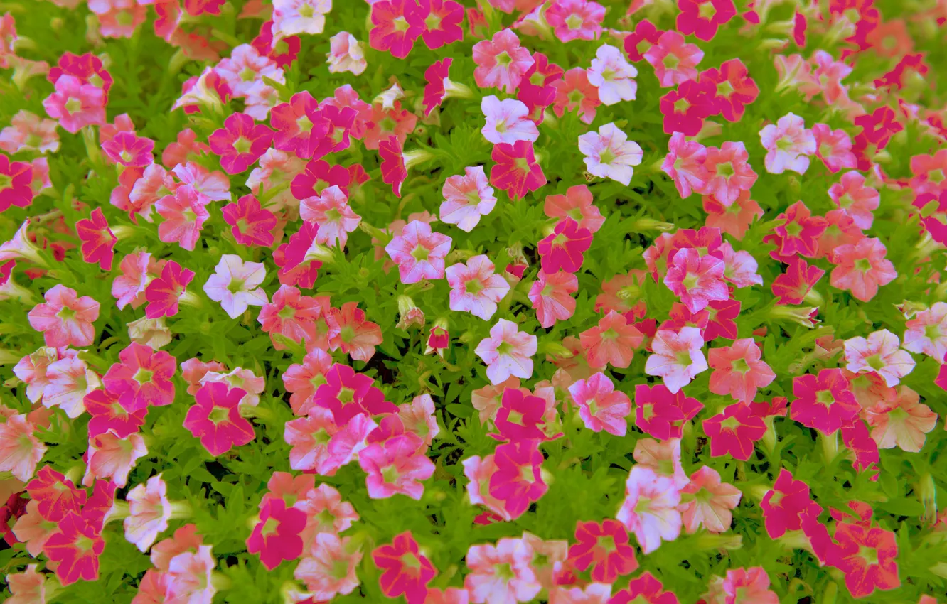 Photo wallpaper flowers, flowerbed, different, a lot, Petunia