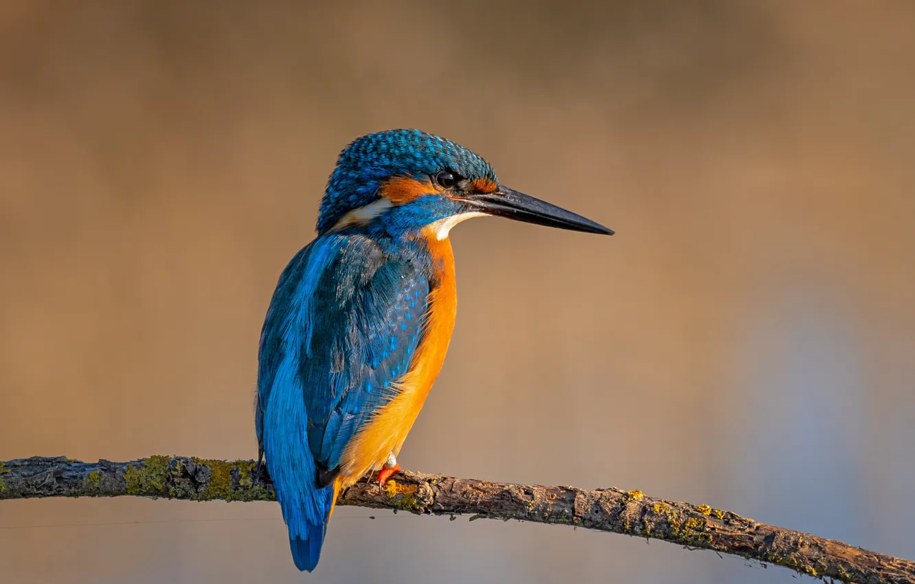 Photo wallpaper bird, branch, Kingfisher